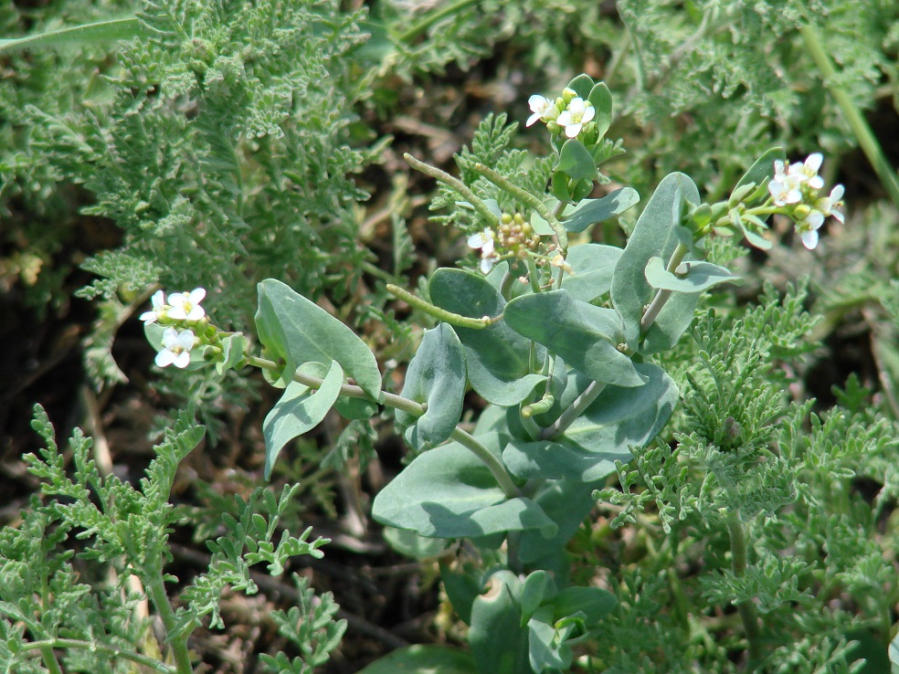 Image of Thellungiella salsuginea specimen.