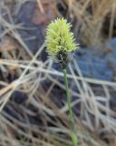 Eriophorum vaginatum