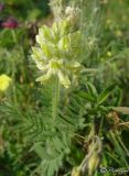 Oxytropis pilosa