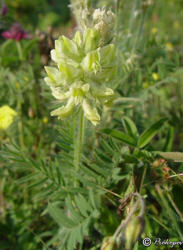 Изображение особи Oxytropis pilosa.