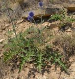 Echinops tataricus. Цветущее растение. Татарстан, Бугульминский р-н, каменистый склон. 10.07.2015.