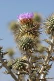 Olgaea pectinata. Верхушка цветущего растения. Южный Казахстан, горы Алатау (Даубаба), Западное ущелье, Западный перевал, 1560 м н.у.м. 14.07.2014.