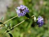 Ziziphora clinopodioides. Верхушки побегов с соцветиями. Кыргызстан, Нарынская обл., левый берег р. Нарын, долина руч. Бурган-Суу. 11.07.2015.