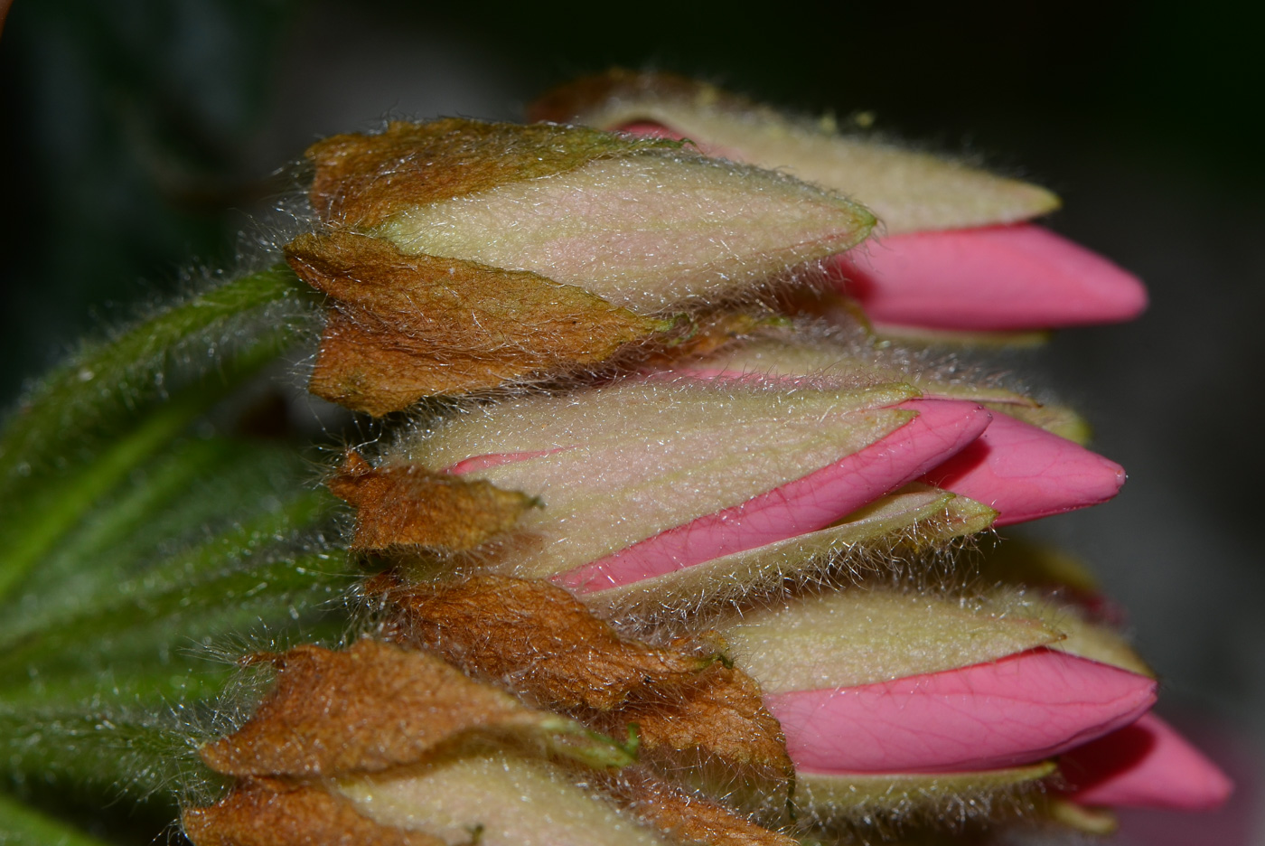 Изображение особи Dombeya × cayeuxii.