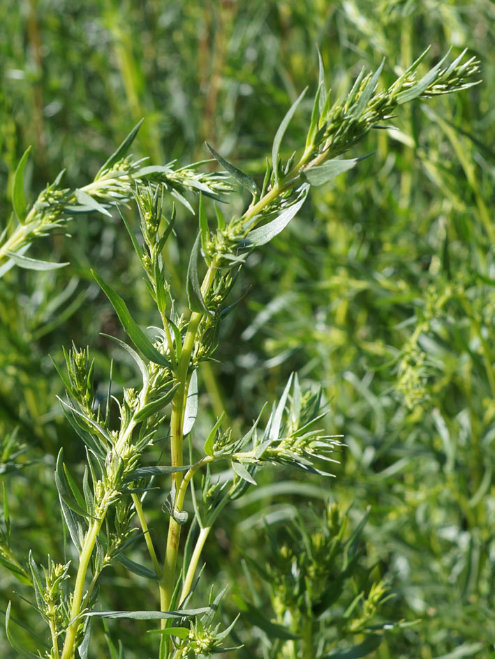 Изображение особи Artemisia dracunculus.