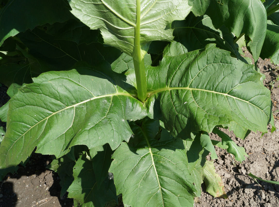 Изображение особи Silphium perfoliatum.