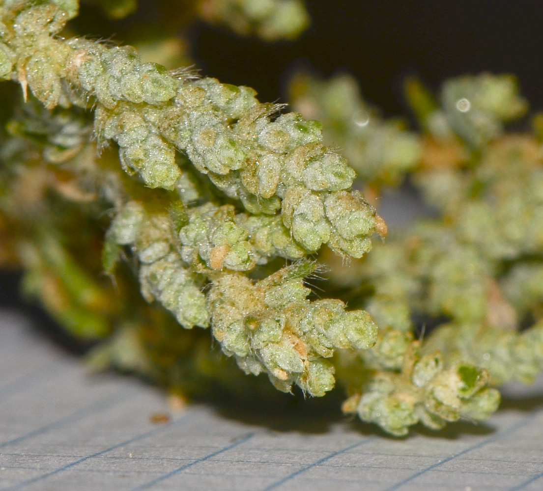 Image of Salsola inermis specimen.