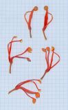 Stenocarpus sinuatus. Цветки на мужской (вверху) и женской стадиях цветения. Израиль, Шарон, пос. Кфар Монаш, ботанический сад \"Хават Ганой\". 21.09.2015.