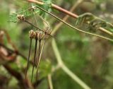 Erodium cicutarium. Верхушка побега с соплодием. Костромская обл., Судиславский р-н, дер. Антипино, залежь. 15.10.2015.