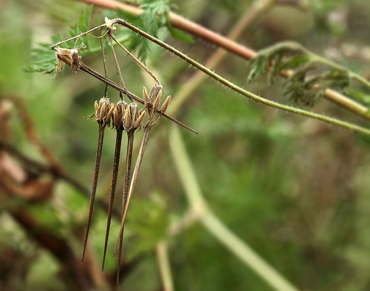 Изображение особи Erodium cicutarium.