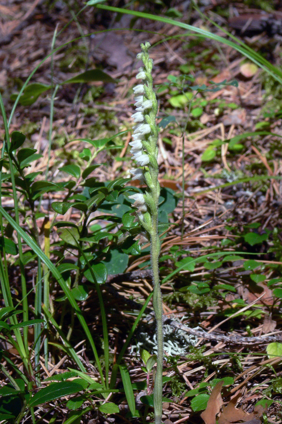 Изображение особи Goodyera repens.