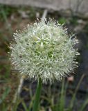 Allium gultschense
