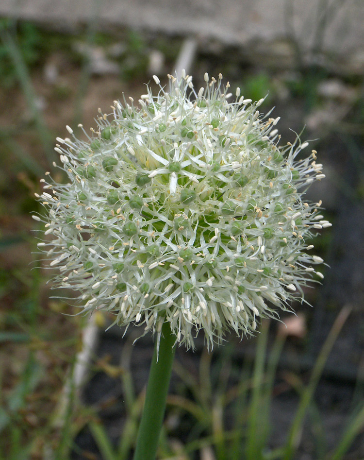 Image of Allium gultschense specimen.