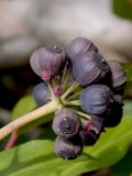 Hedera helix