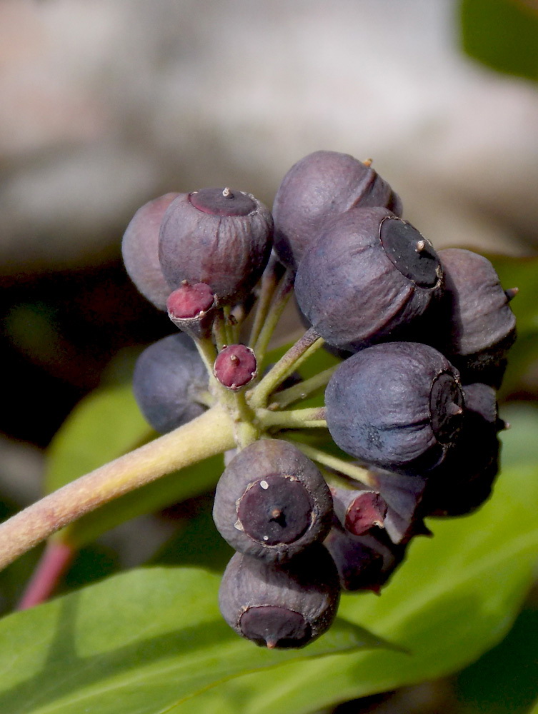 Изображение особи Hedera helix.