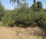 Calothamnus villosus