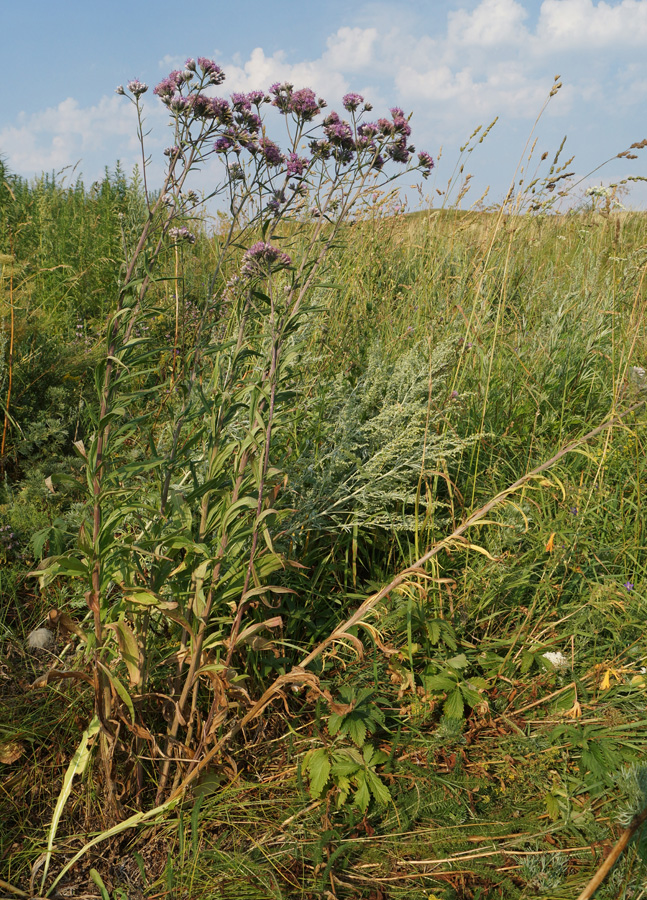 Изображение особи Saussurea elata.