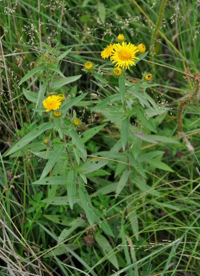 Image of Inula japonica specimen.