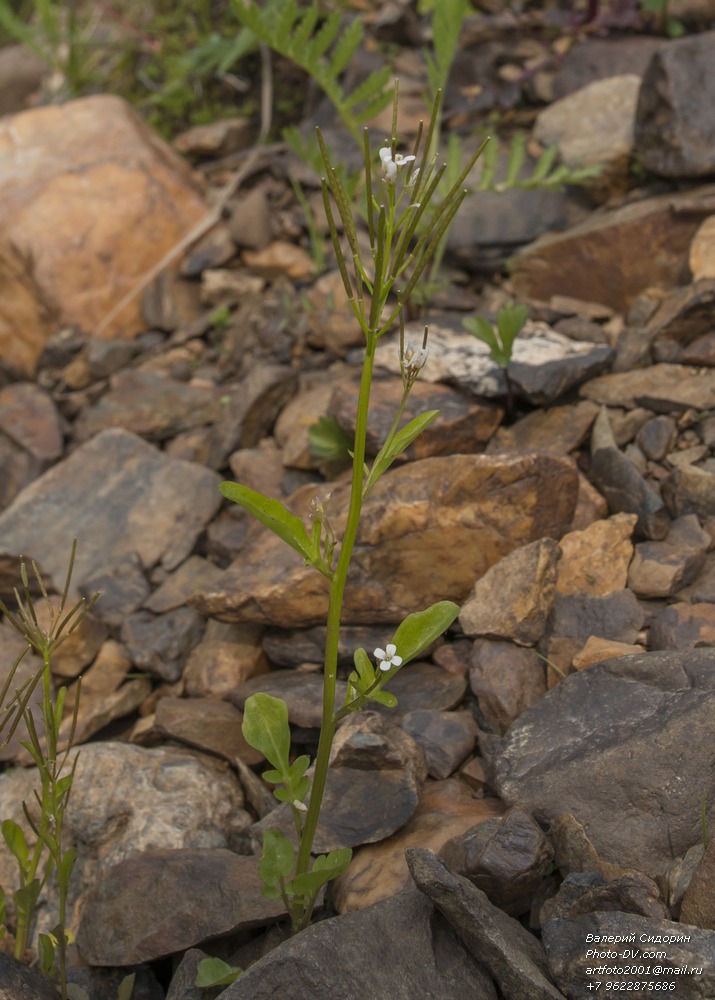 Изображение особи Cardamine regeliana.