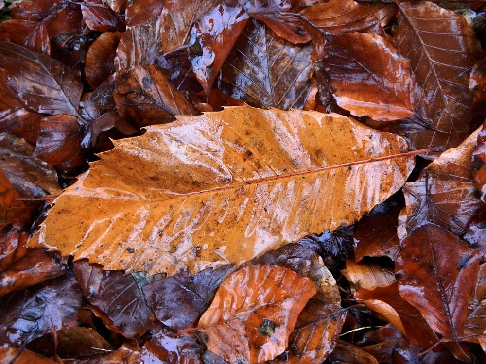 Image of Castanea sativa specimen.