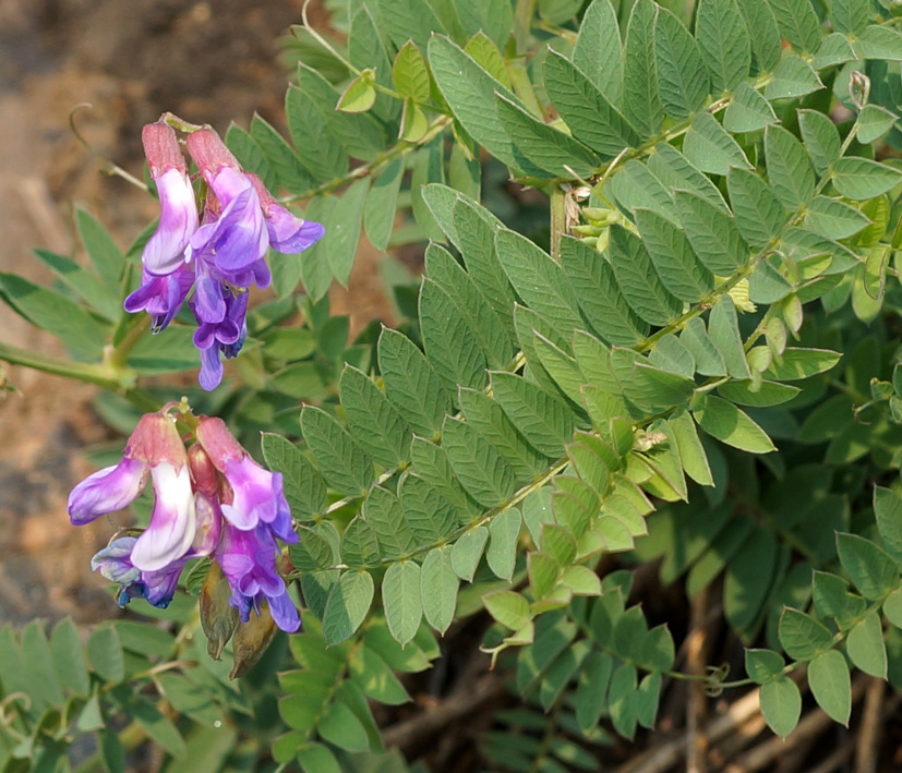 Изображение особи род Vicia.