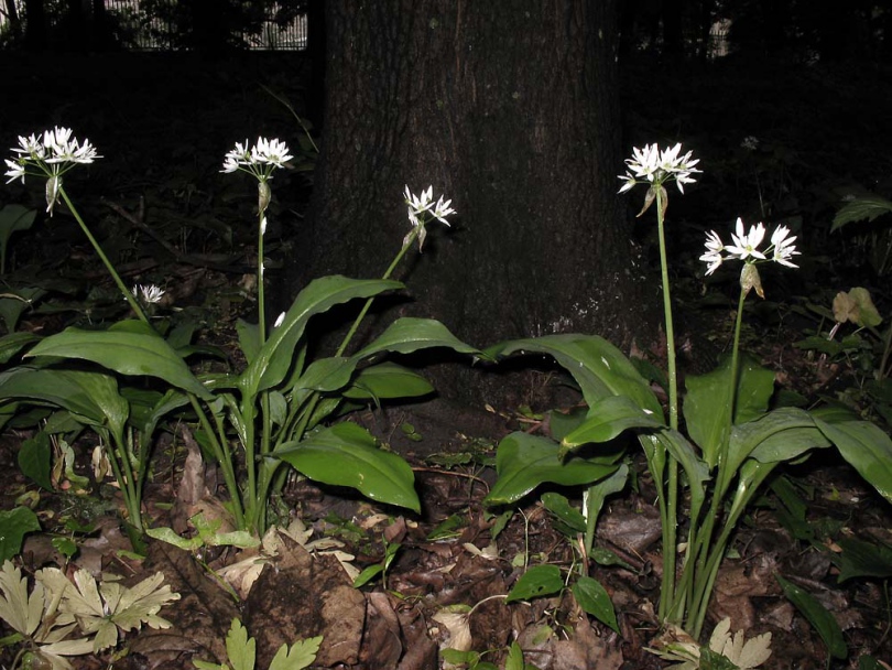 Image of Allium ursinum specimen.