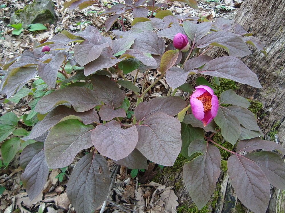 Изображение особи Paeonia caucasica.