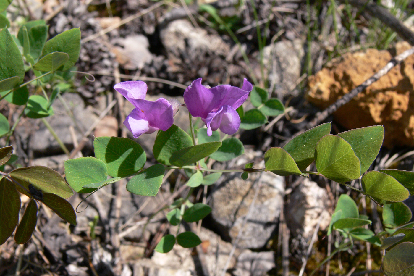 Изображение особи Lathyrus humilis.