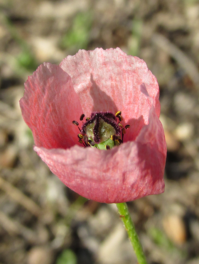 Изображение особи Papaver stevenianum.