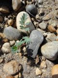 Potentilla bifurca