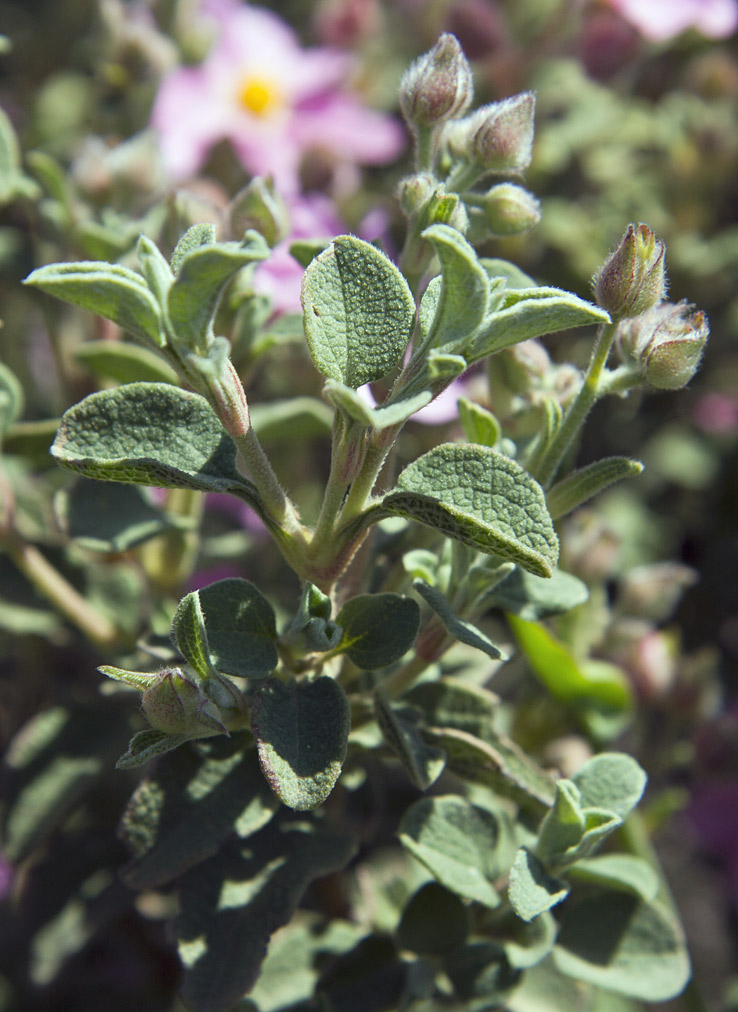 Image of Cistus parviflorus specimen.