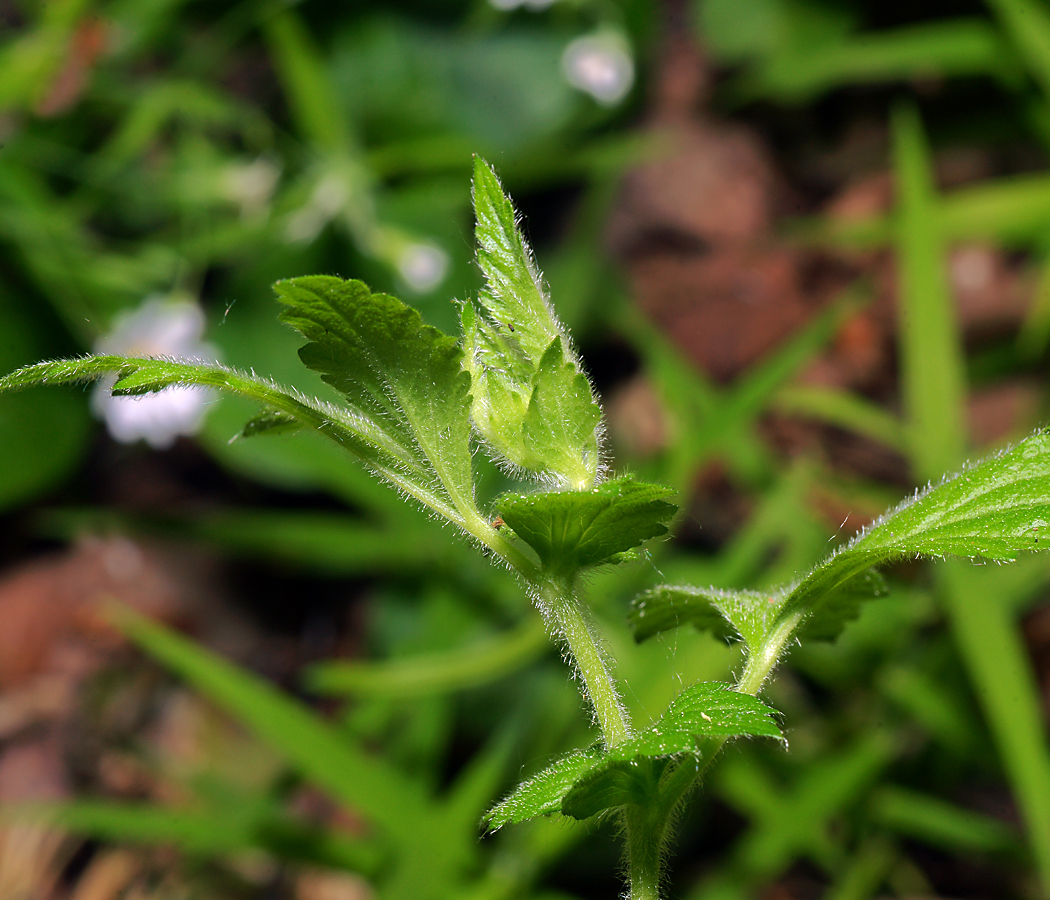 Image of Geum rivale specimen.