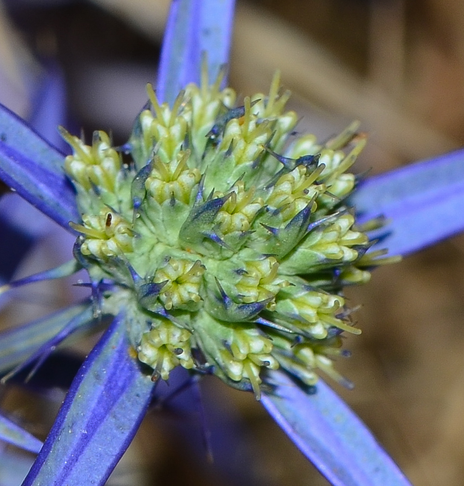 Image of Eryngium creticum specimen.