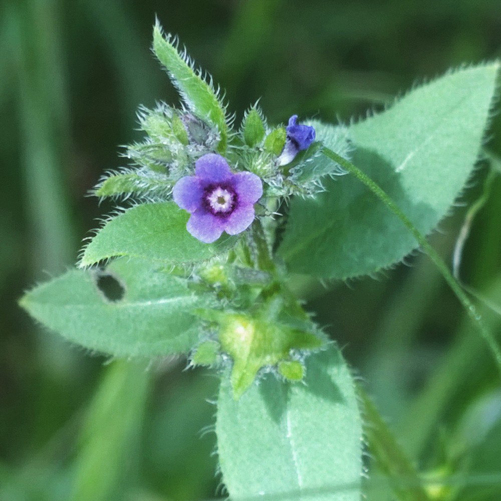 Image of Asperugo procumbens specimen.