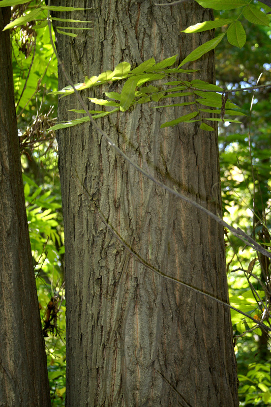 Изображение особи Juglans mandshurica.