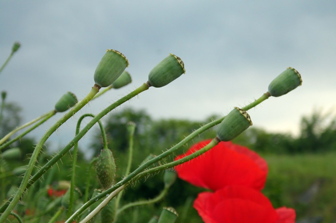 Изображение особи Papaver rhoeas.