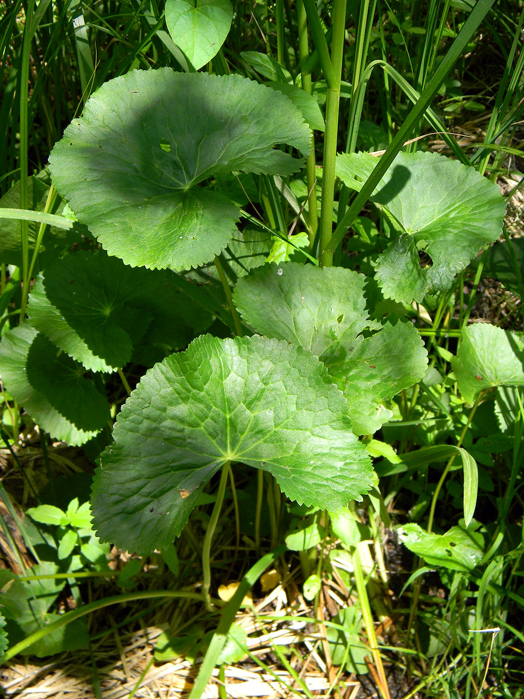 Image of Caltha palustris specimen.