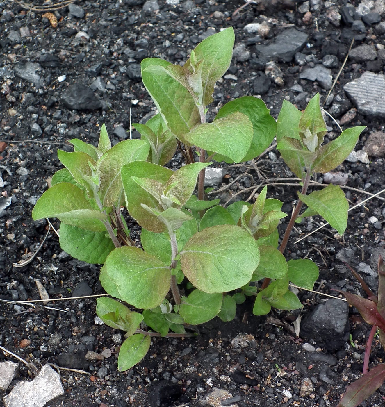 Image of Salix caprea specimen.