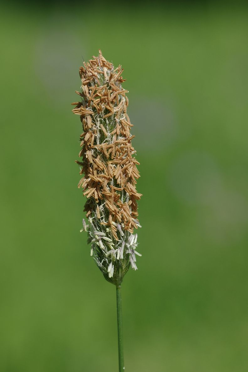 Изображение особи Alopecurus pratensis.