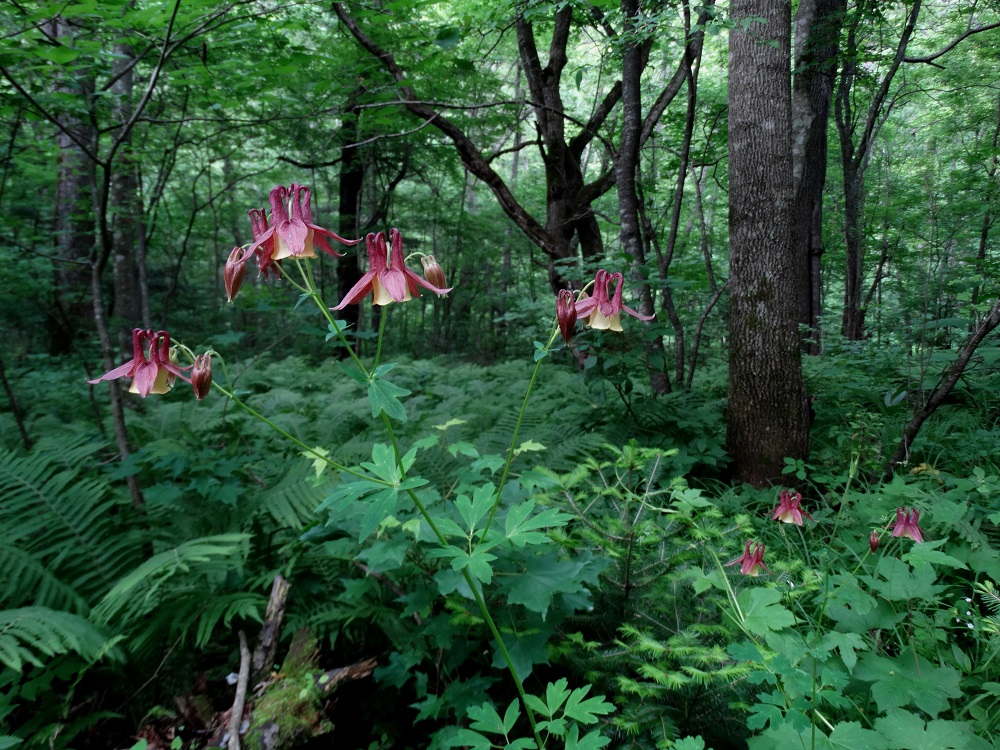 Image of Aquilegia oxysepala specimen.