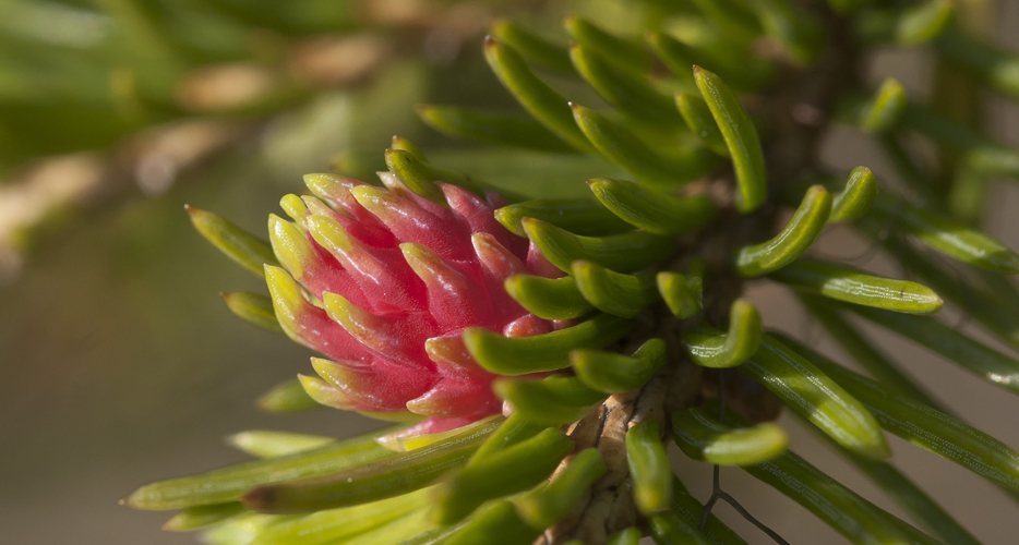 Image of Picea obovata specimen.