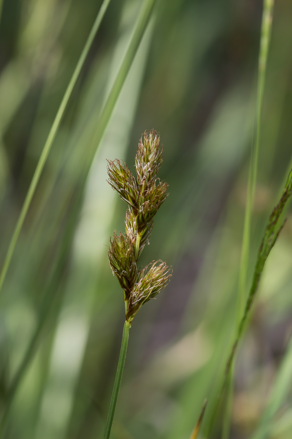 Изображение особи Carex leporina.