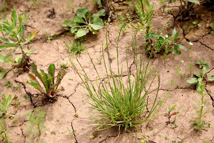 Image of Lolium perenne specimen.