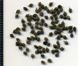 Melilotus albus. Зрелые плоды. Курская обл., г. Железногорск, пойма р. Погарщина. 10 декабря 2009 г.