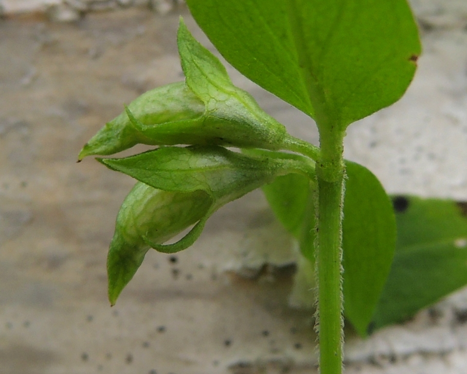 Image of Melampyrum sylvaticum specimen.