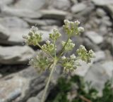 Pimpinella tragium