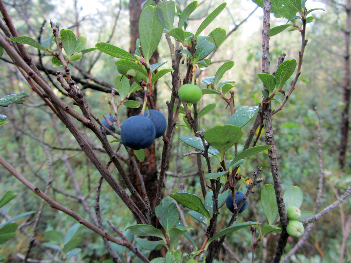 Image of Vaccinium uliginosum specimen.