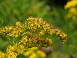 Solidago gigantea
