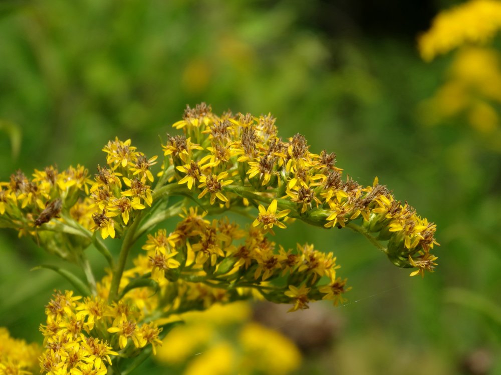 Изображение особи Solidago gigantea.