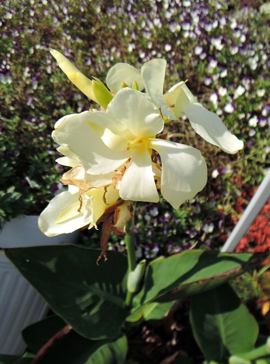 Image of Canna &times; generalis specimen.